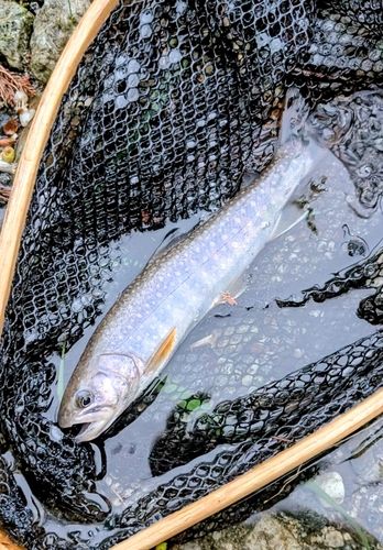 イワナの釣果