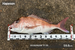 マダイの釣果