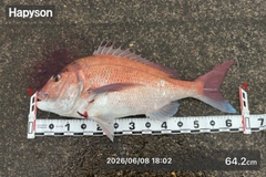 マダイの釣果