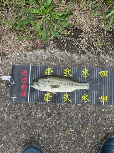 ラージマウスバスの釣果