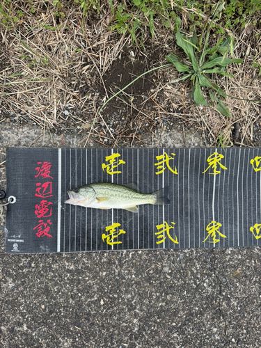 ラージマウスバスの釣果