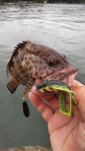 オオモンハタの釣果