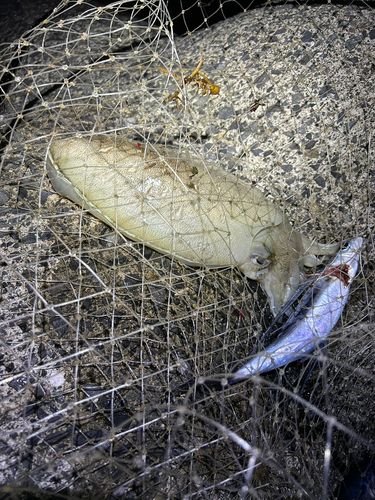 モンゴウイカの釣果