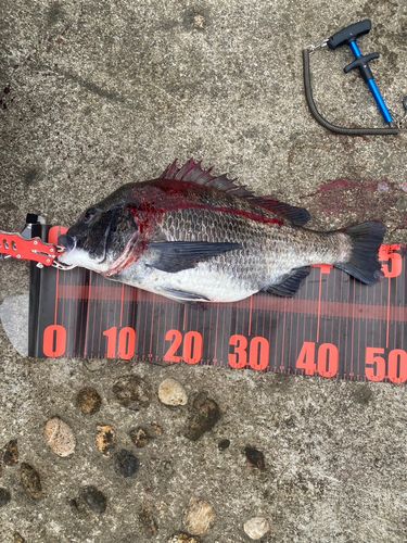チヌの釣果