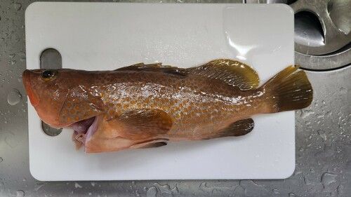 キジハタの釣果