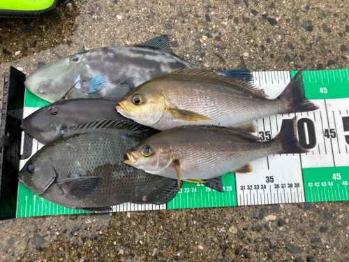 イサキの釣果