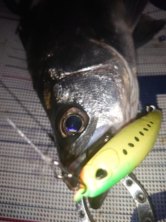 セイゴ（ヒラスズキ）の釣果