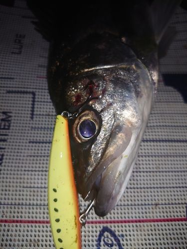 セイゴ（マルスズキ）の釣果
