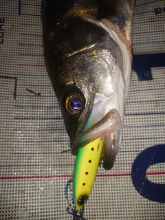 セイゴ（マルスズキ）の釣果