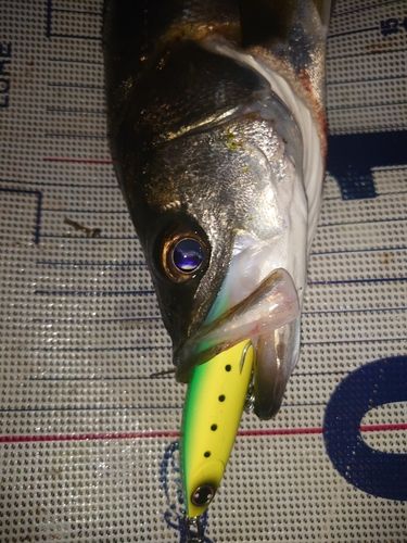 セイゴ（マルスズキ）の釣果