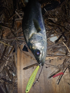 セイゴ（マルスズキ）の釣果
