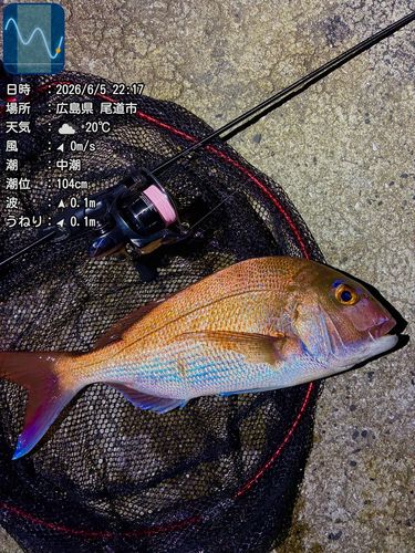 マダイの釣果