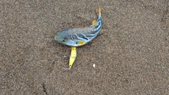 シマフグの釣果