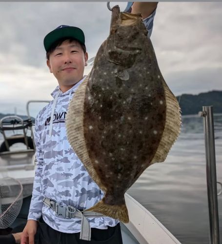 ヒラメの釣果