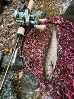 イワナの釣果