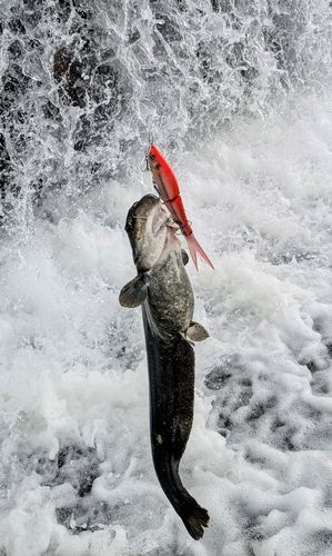 ナマズの釣果