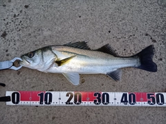 シーバスの釣果