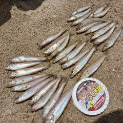 シロギスの釣果