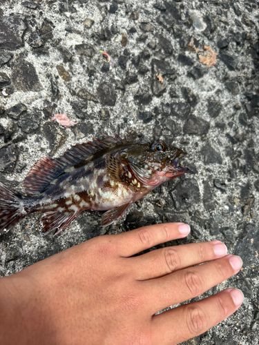 カサゴの釣果