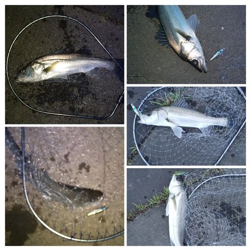 シーバスの釣果