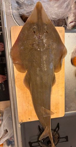 サカタザメの釣果