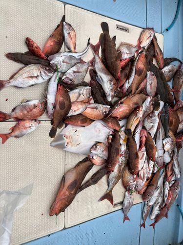 アコウの釣果
