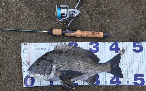チヌの釣果