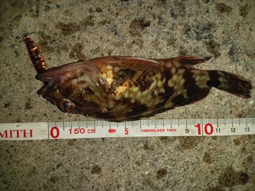 カサゴの釣果