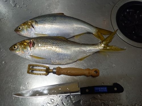 コノシロの釣果