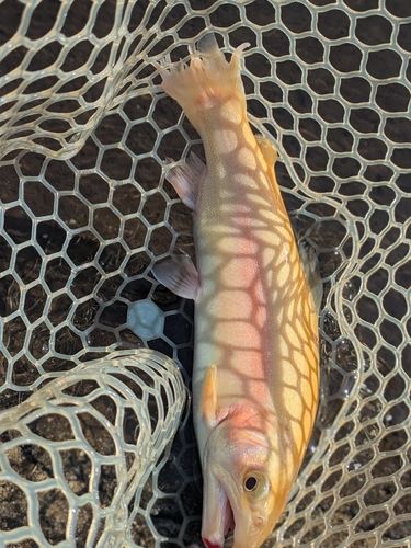アルビノニジマスの釣果