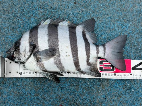 イシダイの釣果