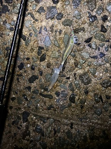 ヒイカの釣果