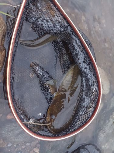 ナマズの釣果