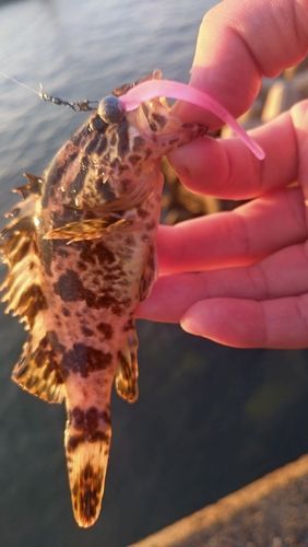 タケノコメバルの釣果