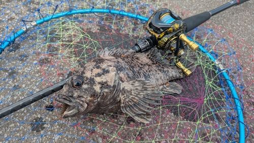クロソイの釣果