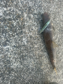 エソの釣果