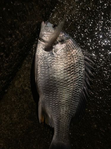 キビレの釣果
