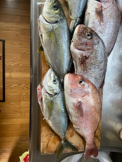 シマアジの釣果