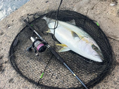 ヒラマサの釣果
