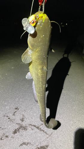 ナマズの釣果