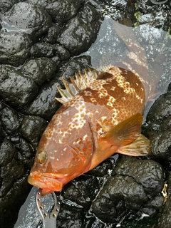 キジハタの釣果