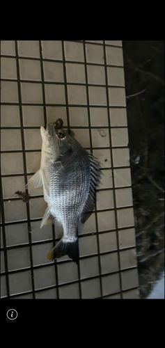キビレの釣果