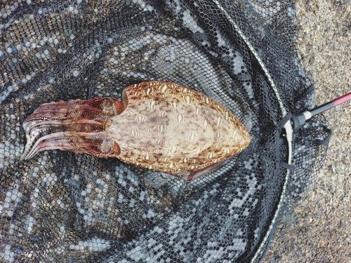 コウイカの釣果