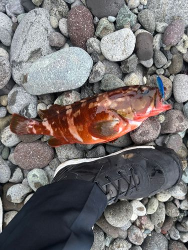 アカハタの釣果
