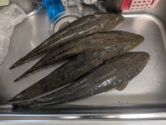 マゴチの釣果