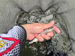 ブダイの釣果