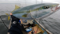ワラサの釣果