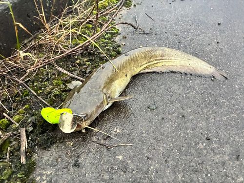 ナマズの釣果
