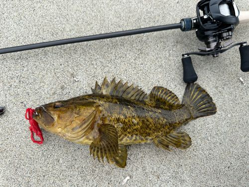 ベッコウゾイの釣果