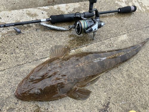 コチの釣果